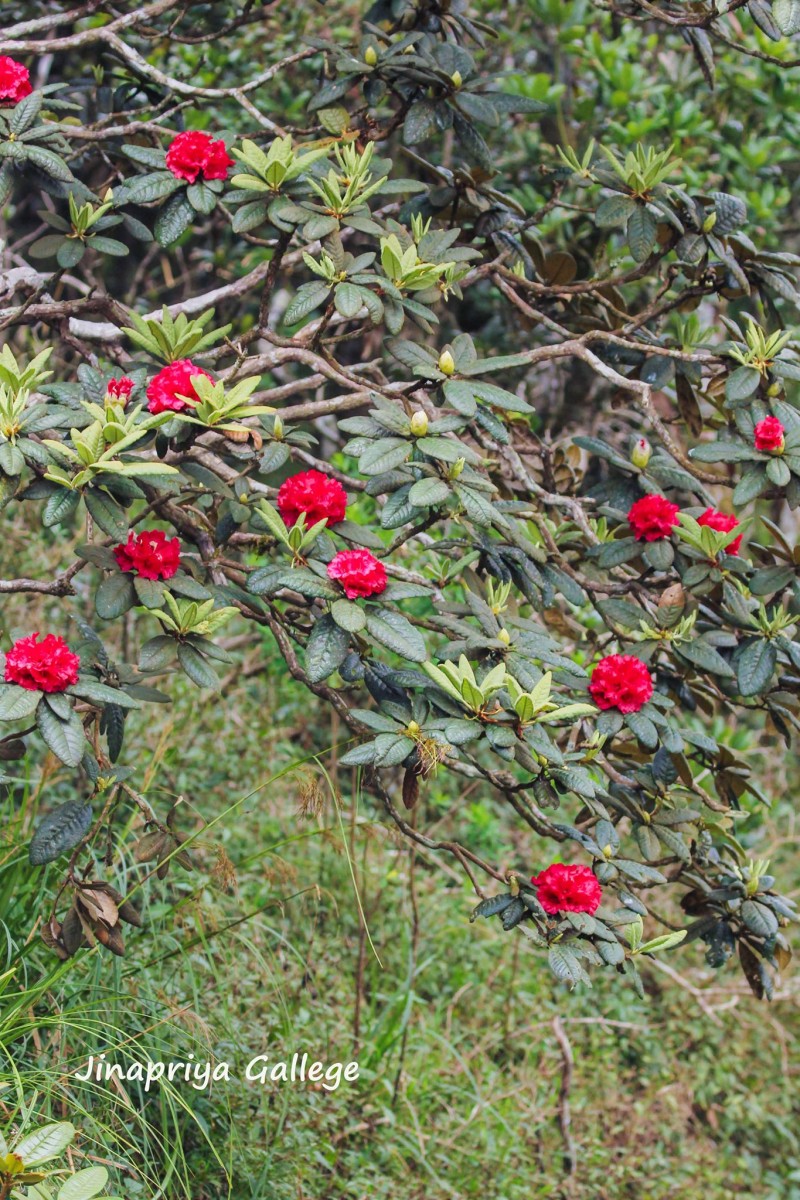 Rhododendron arboreum subsp. zeylanicum (Booth) Tagg